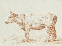 Bernard Cow Sketch III-Jean Bernard-Art Print
