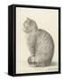 Framed Canvas