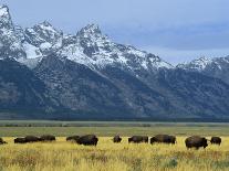 Bison and the Teton Range, Grand Teton National Park, Wyoming, USA-Jean Brooks-Photographic Print