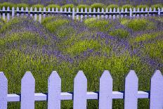 USA, Washington State, Sequim. Field of Lavender with Picket Fence-Jean Carter-Photographic Print
