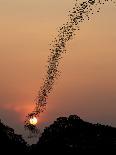 Bat Swarm at Sunset-Jean De-Framed Stretched Canvas