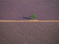 Aerial View of Tree in Lavender Field, Baronnies, Provence, France-Jean E. Roche-Photographic Print