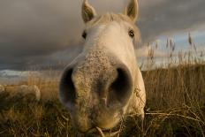 Close Up Of Nostrils Of White Horse Of The Camargue On Wetlands, Camargue, France, January 2009-Jean E. Roche-Photographic Print