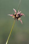 Soft rush in flower, Provence-Alpes-Cotes-d'Azur, France-Jean E. Roche-Photographic Print