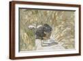 Brown Frame
