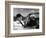 Jean Gabin and Bernard Blier: Le Cave Se Rebiffe, 1961-Marcel Dole-Framed Photographic Print