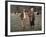 Jean Gabin and Michel Barbey: La Horse, 1970-Marcel Dole-Framed Photographic Print