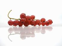 A Bunch of Redcurrants-Jean Gillis-Laminated Photographic Print