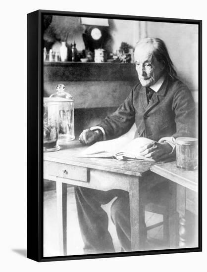 Jean-Henri Fabre, French Entomologist-Science Source-Framed Stretched Canvas