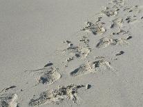 Galapagos Sealion (Zalophus califonianus wollebaeki) tracks, on sandy beach, Galapagos Islands-Jean Hosking-Framed Stretched Canvas