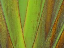 Travellers Palm (Ravenala madagascariensis) close-up of petioles, Madagascar-Jean Hosking-Photographic Print