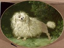 Portrait of a Poodle-Jean Jacques Bachelier-Giclee Print