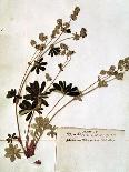 Alchemilla, from a Herbarium-Jean Jacques Rousseau-Framed Giclee Print