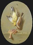A Trompe L'Oeil of Dead Songbirds-Jean Joseph Xavier Bidauld-Giclee Print