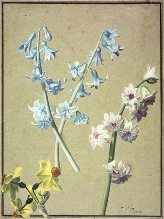 A Blue and a Lavender Hyacinth, and a Yellow Narcissus, C.1805