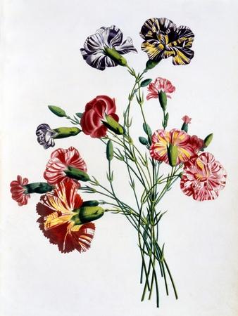 Bouquet of Carnations, from 'Collection Des Fleurs Et Des Fruits D'Apres Nature', Published 1805