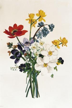 Bouquet of Narcissi and Anemone