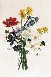 Bouquet of Narcissi and Anemone-Jean Louis Prevost-Giclee Print