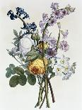 Bouquet of Narcissi and Anemone-Jean Louis Prevost-Giclee Print