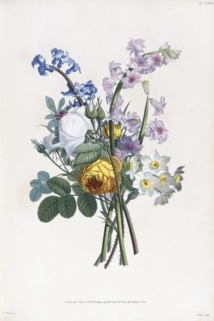 Narcissi, Rosa, Hyacynth, 1805