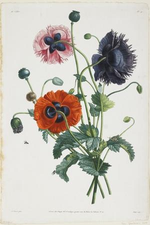 Study of Three Types of Poppies, 1805