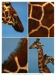 Giraffes-Jean-Michel Labat-Laminated Art Print