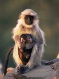 Hanuman Langur Juvenile Feeding on Acacia Leaves, Thar Desert, Rajasthan, India-Jean-pierre Zwaenepoel-Photographic Print