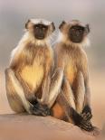 Hanuman Langur Two Adolescents Sitting, Thar Desert, Rajasthan, India-Jean-pierre Zwaenepoel-Photographic Print