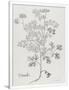 Gramercy White