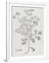 Gramercy White