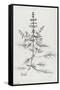 Jean Plout - Botanical Studies on Paper Basil-Trends International-Framed Stretched Canvas