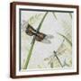 Brown Frame