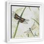 White Frame