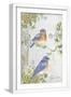 White Frame