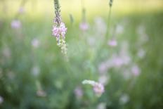 Wicke on Meadow-Jean Schwarz-Photographic Print