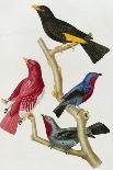 Maccaws, History of Brazilian Birds, 1852-1856-Jean-Theodore Descourtilz-Stretched Canvas
