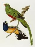 Maccaws, History of Brazilian Birds, 1852-1856-Jean-Theodore Descourtilz-Mounted Giclee Print