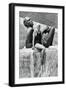 Jeanette Campbell, Argentine Swimmer, Berlin Olympics, 1936-null-Framed Giclee Print