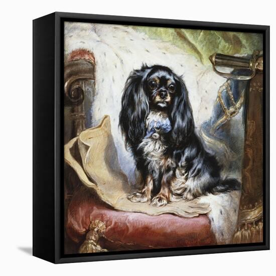 Jeannie, Queen Victoria's Favourite Spaniel-Gourlay Steel-Framed Stretched Canvas