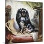 Jeannie, Queen Victoria's Favourite Spaniel-Gourlay Steel-Mounted Giclee Print