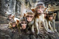 Baby Monkeys are Curious,Lopburi, Thailand.-jeep2499-Mounted Photographic Print