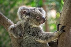 Koala Bear in Zoo.-jeep2499-Photographic Print