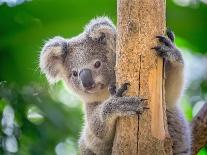 Baby Monkeys are Curious,Lopburi, Thailand.-jeep2499-Photographic Print