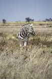 Zebra in Etosha Park-Jeesoen-Framed Photographic Print