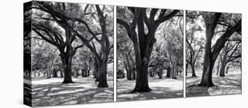 Oak Tree Study-Jeff/Boyce Maihara/Watt-Stretched Canvas