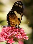 A Butterfly Rests on a Flower at the America Museum of Natural History Butterfly Conservatory-Jeff Christensen-Stretched Canvas