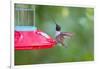 Jeff Davis County, Texas. Black Chinned Hummingbird at Feeder-Larry Ditto-Framed Photographic Print