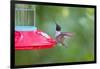 Jeff Davis County, Texas. Black Chinned Hummingbird at Feeder-Larry Ditto-Framed Photographic Print