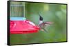 Jeff Davis County, Texas. Black Chinned Hummingbird at Feeder-Larry Ditto-Framed Stretched Canvas