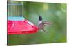 Jeff Davis County, Texas. Black Chinned Hummingbird at Feeder-Larry Ditto-Stretched Canvas